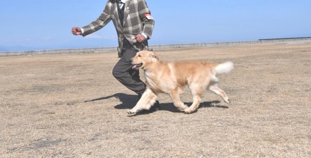 深沢ブリーダーの画像