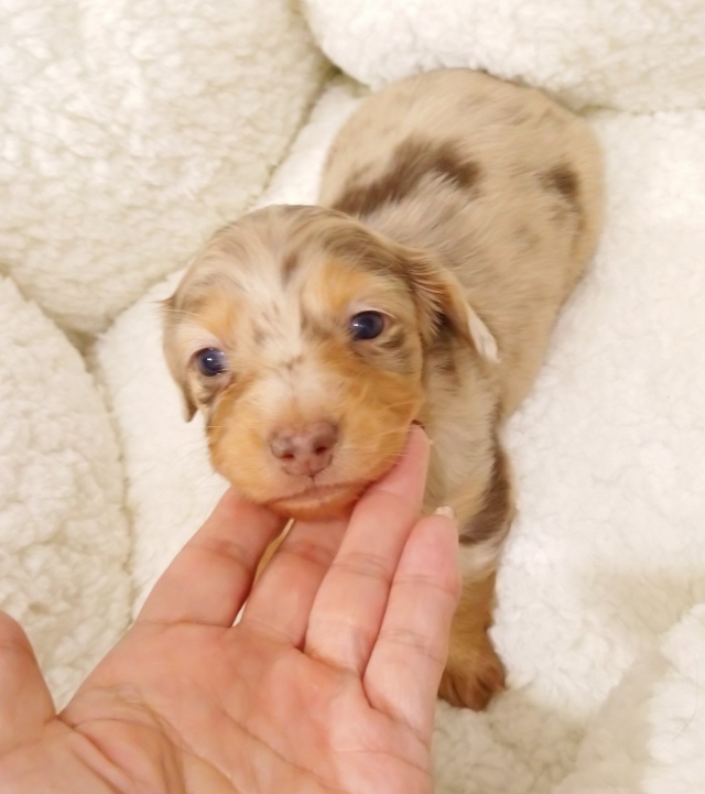 チョコダップル！プロフィール見てくださいさませんよう✩︎⡱ - 犬用品